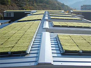 トタン屋根の緑化