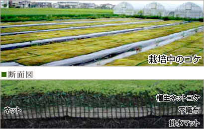 栽培中のコケ　断面図　植生ネットコケ　ネット　不織布　排水マット